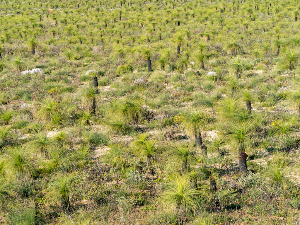 Ein Feld Grasbäume, Xanthorrhoea, oder auch in Australien als Blackbox bekannt
