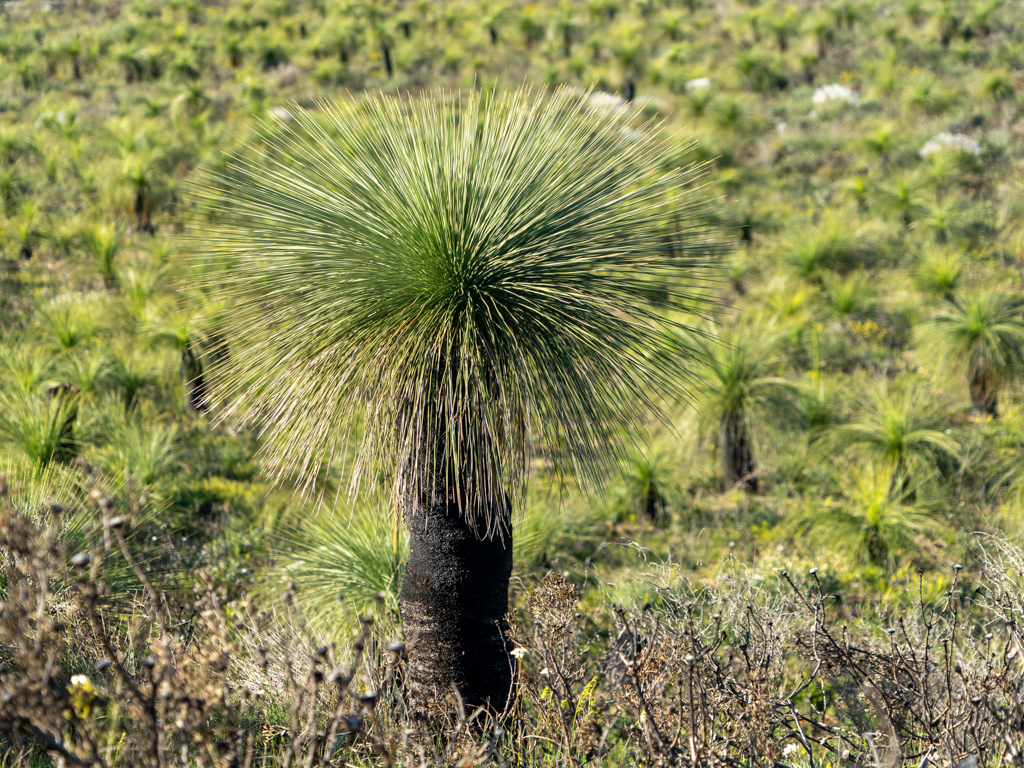 Ein Grasbaum, Xanthorrhoea, oder auch in Australien als Blackbox bekannt