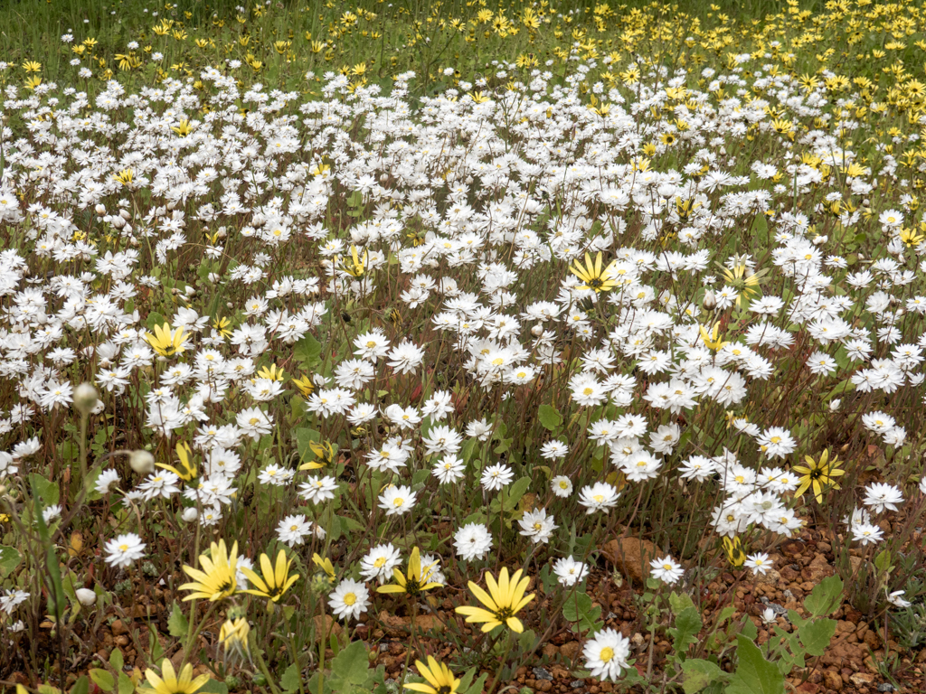 Strohblümchen, White Everlasting or Paper Daisy - Rhodanthe chlorocephala