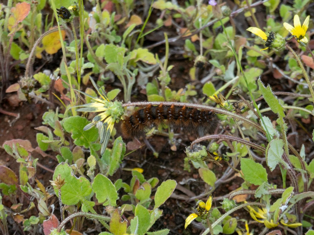 Raupe der Salzsumpfmotte, Salt March Moth - Estigmene acrea