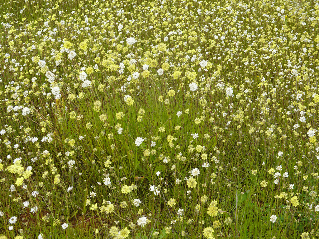 Blühende Wildblumenwiese