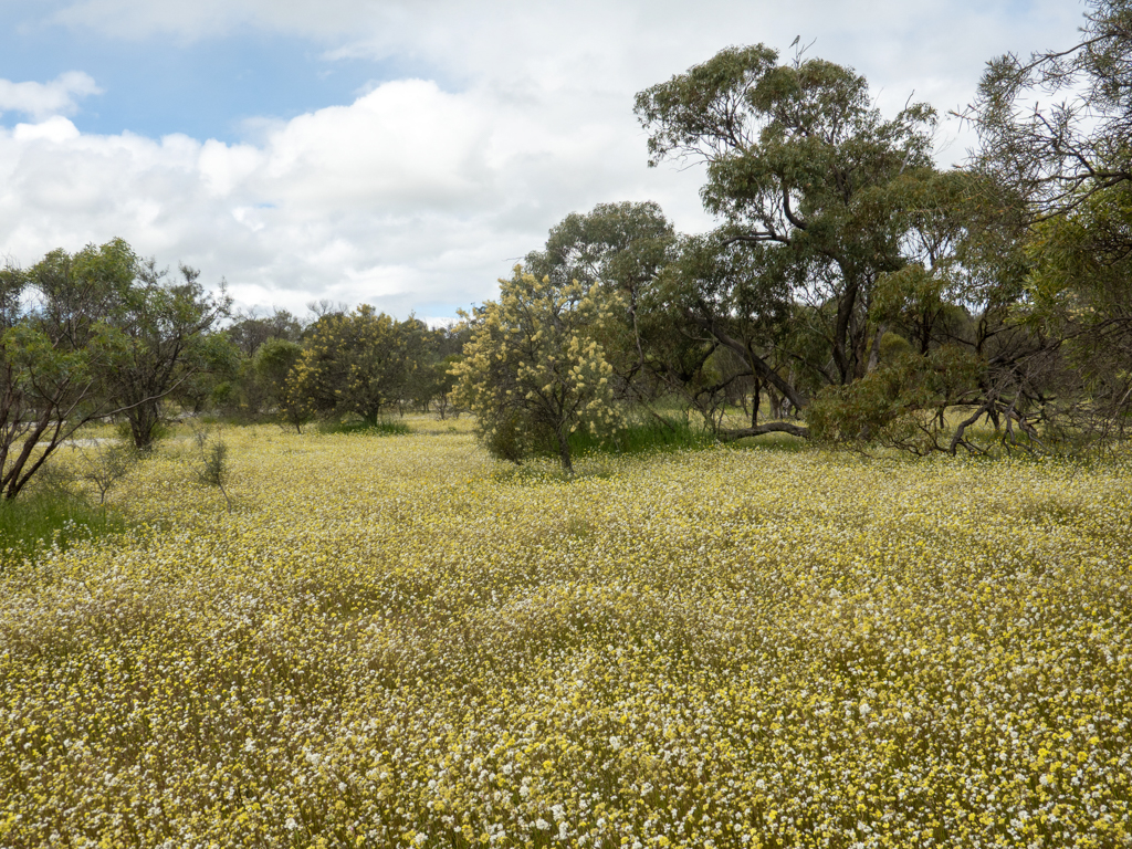 Eine Wieldblumenwiese in voller Blüte