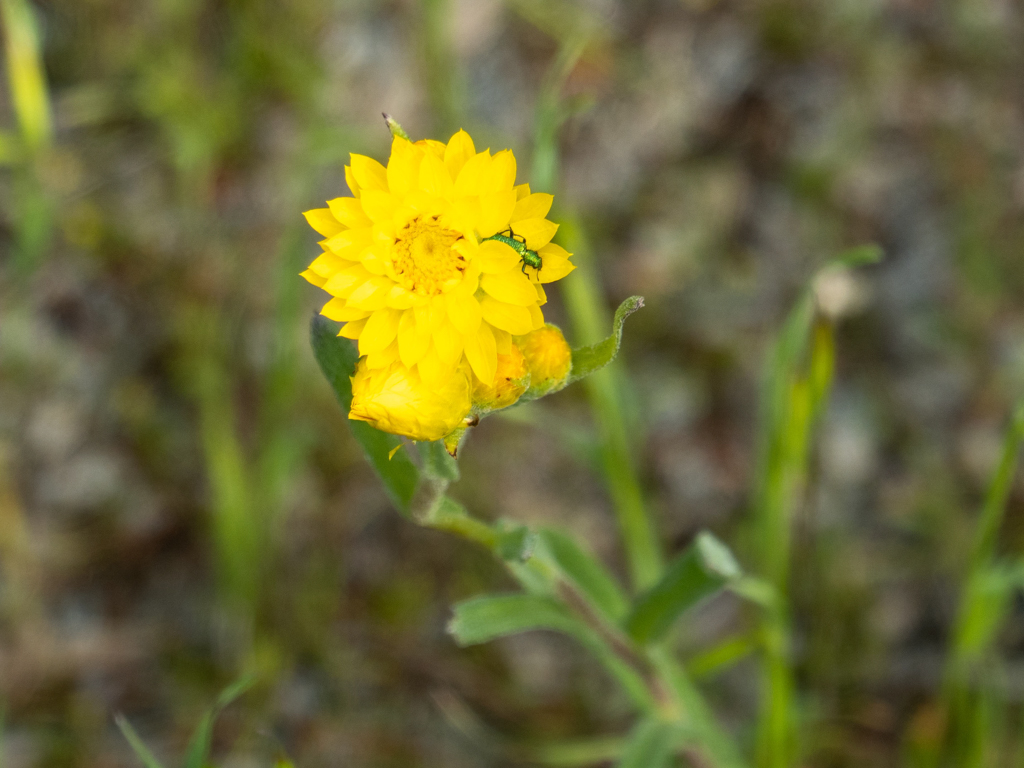 Eine Strohblume-Helichrysum in voller Blüte