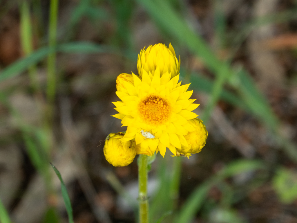 Eine Strohblume-Helichrysum in voller Blüte
