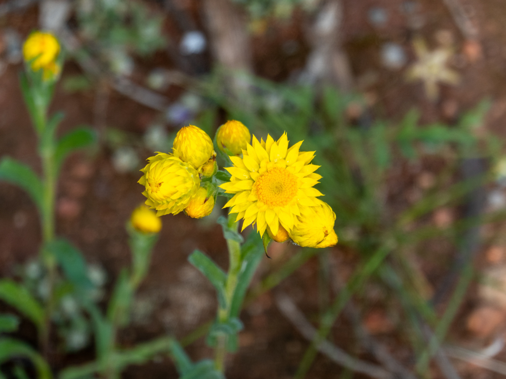 Eine Knospe der Strohblume-Helichrysum ist in voller Blüte.
