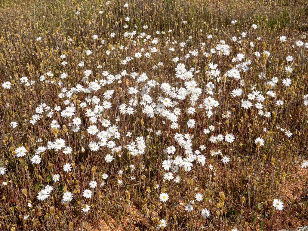 Strohblümchen, White Everlasting or Paper Daisy - Rhodanthe chlorocephala