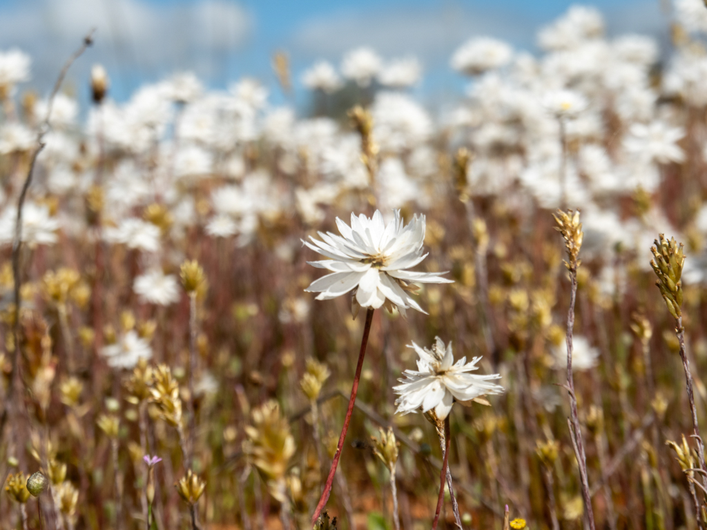 Strohblümchen, White Everlasting or Paper Daisy - Rhodanthe chlorocephala
