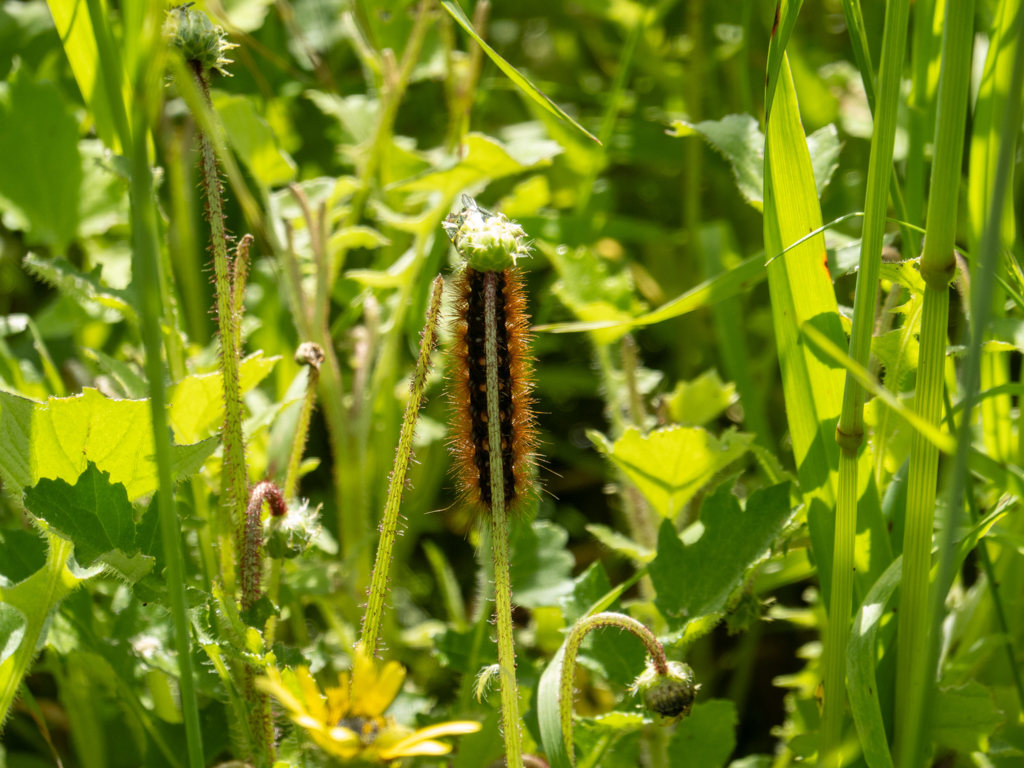 Raupe der Salzsumpfmotte, Salt March Moth - Estigmene acrea