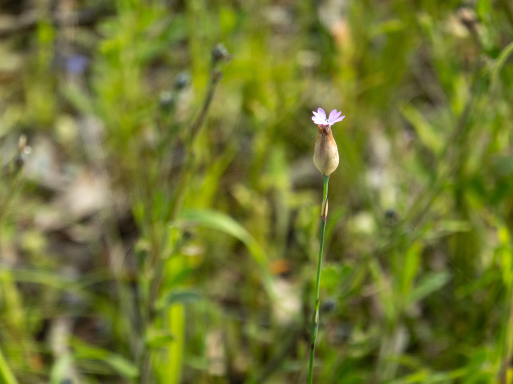 Eine hübsche, kleine Wildnelkenart - Petrorhagia nanteuilii