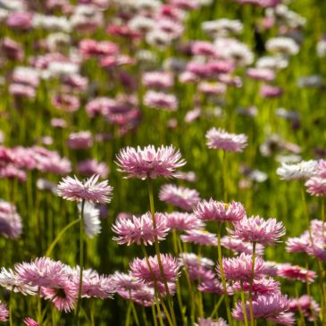 Kleines, verschlafenes, aber (Blumen-)reiches Coorow