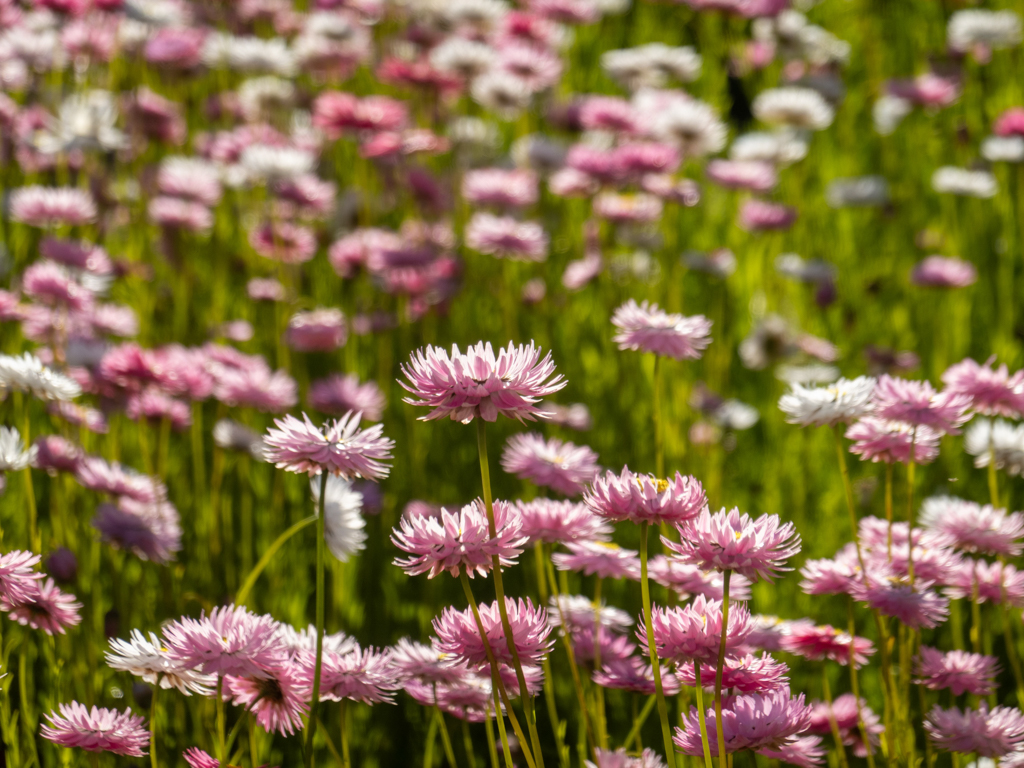 Strohblümchen, pink and white Everlasting - Rhodanthe chlorocephala subsp. rosea