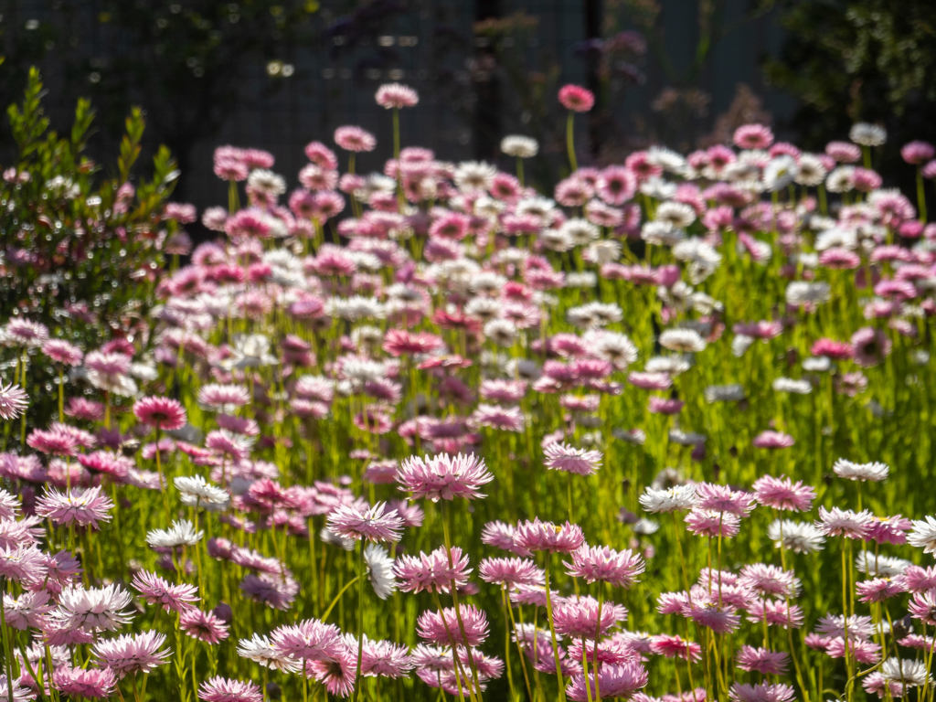 Strohblümchen, pink and white Everlasting - Rhodanthe chlorocephala subsp. rosea