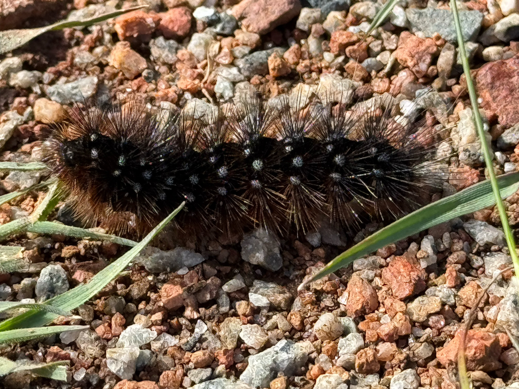 Raupe der Salzsumpfmotte, Salt March Moth - Estigmene acrea