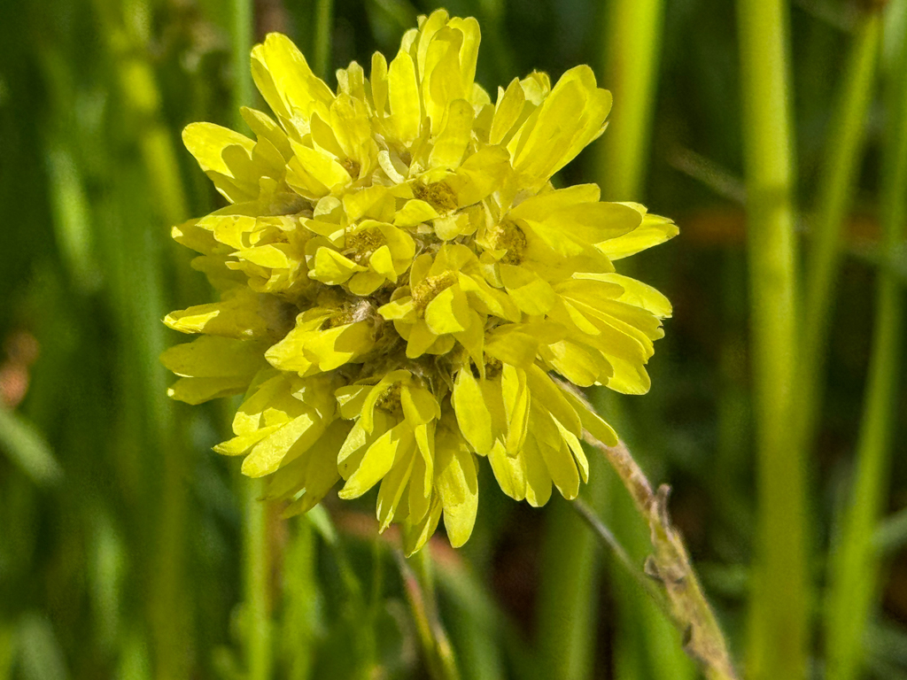 Pom Pom Everlasting - Cephalipterum drummondii