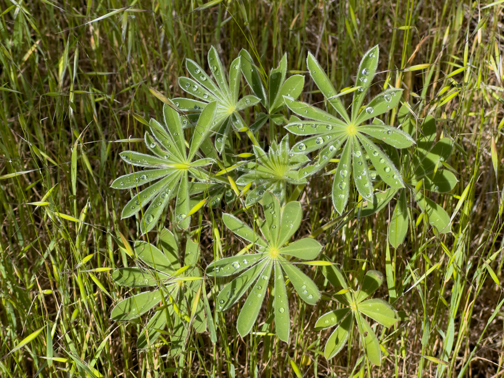 Lupinienblätter mit Tautropfen