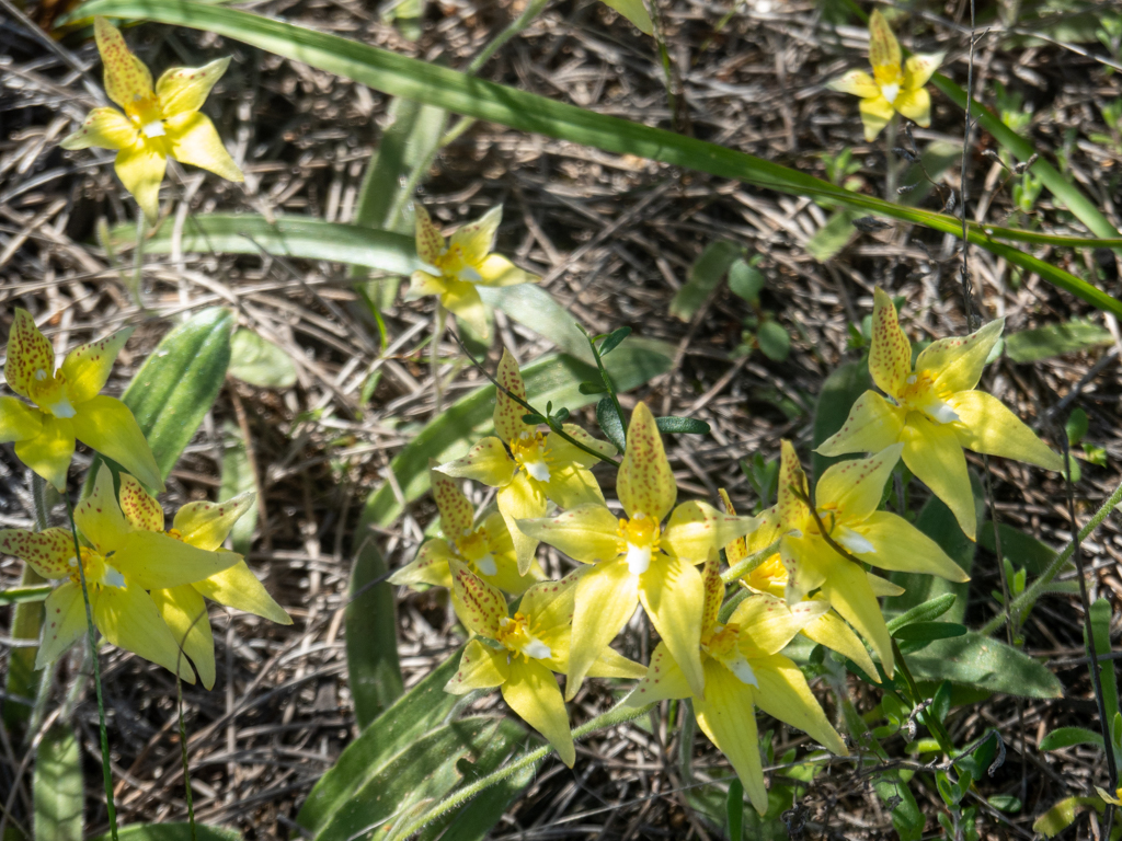 Cowslip Orchid, Kuhkippen-Orchidee - Caladenia flava