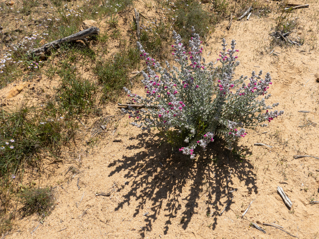 Native foxglove or sandplain foxglove, einheimischer Fingerhut oder Sandflächen-Fingerhut - Dasymalla terminalis