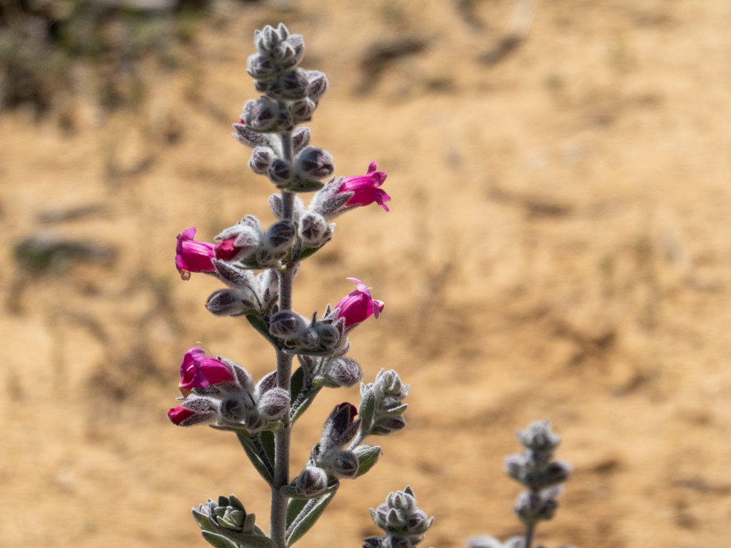 Native foxglove or sandplain foxglove, einheimischer Fingerhut oder Sandflächen-Fingerhut - Dasymalla terminalis