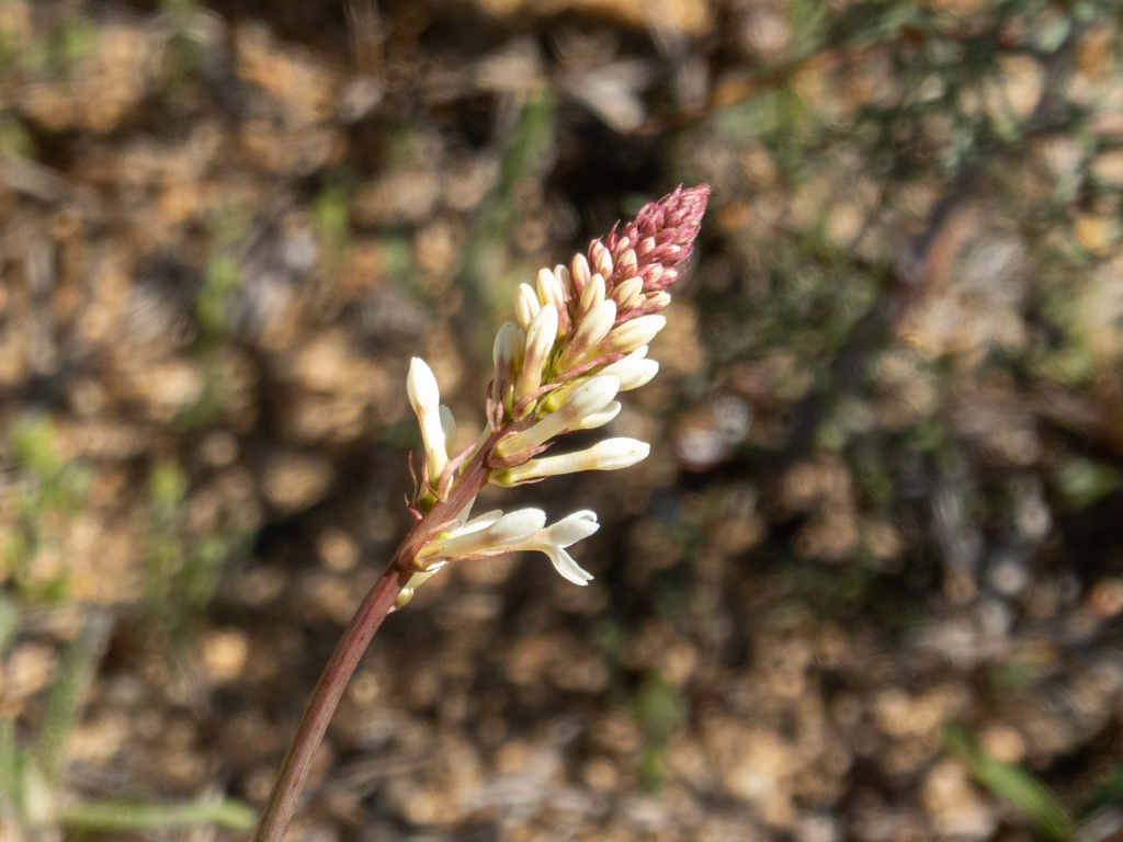 Creamy Candles, crèmefarbene Kerzen - Stackhousia monogyna