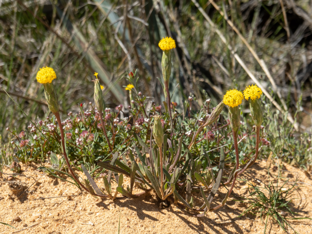 Golden Long-heads - Podotheca gnaphalioides