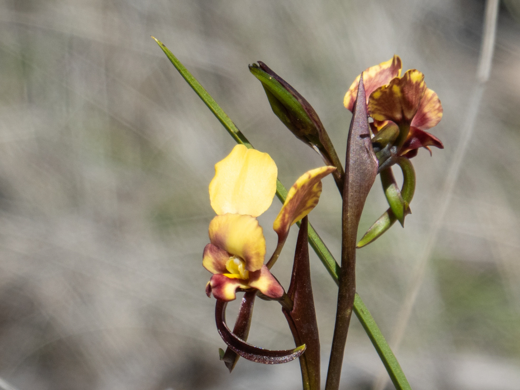 Donkey Orchids, Esel-Orchideen - Diuris spp.