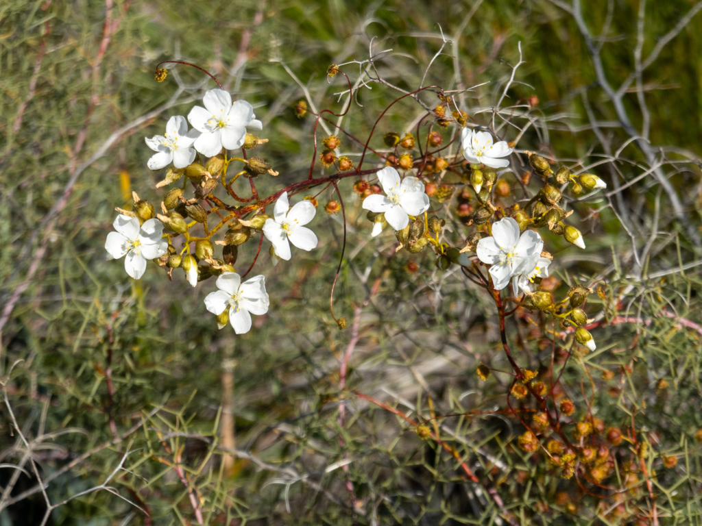 Riesen-Sonnentau - Drosera gigantea