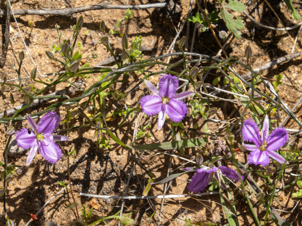 Twining Fringe Lilies - Thysanotus patersonii