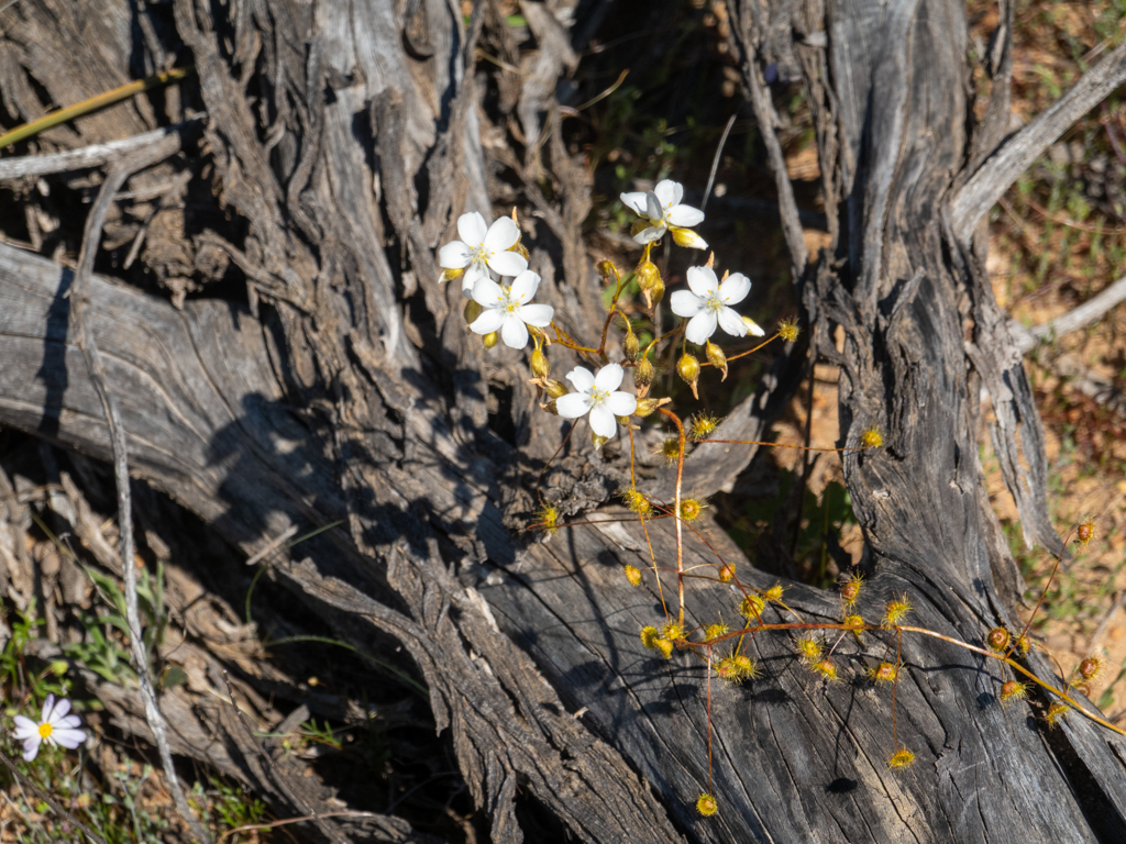 Riesen-Sonnentau - Drosera gigantea