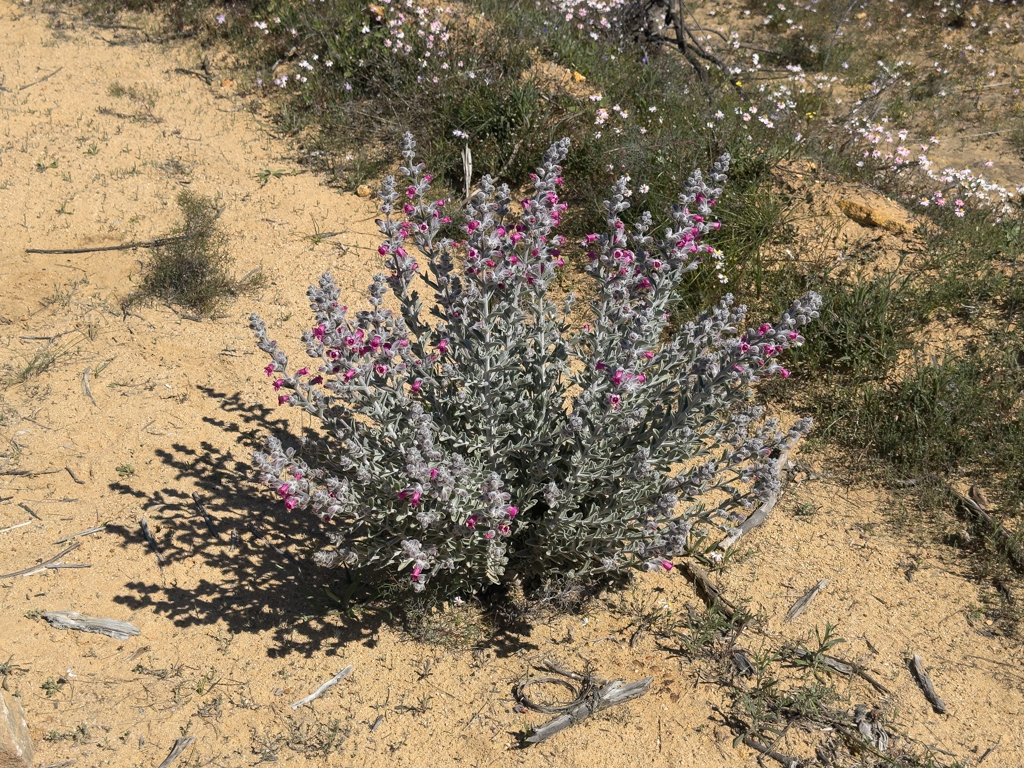Native foxglove or sandplain foxglove, einheimischer Fingerhut oder Sandflächen-Fingerhut - Dasymalla terminalis