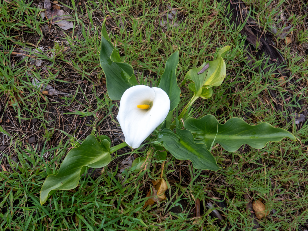 Die hübsche Calla Lily, die leider zu einer Plage geworden ist