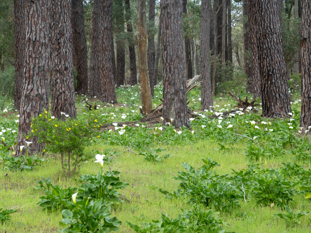 Eine ganze Wiese voller Calla Lilys blüht zwischen den Bäumen