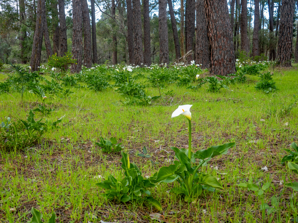 Eine ganze Wiese voller Calla Lilys blüht zwischen den Bäumen