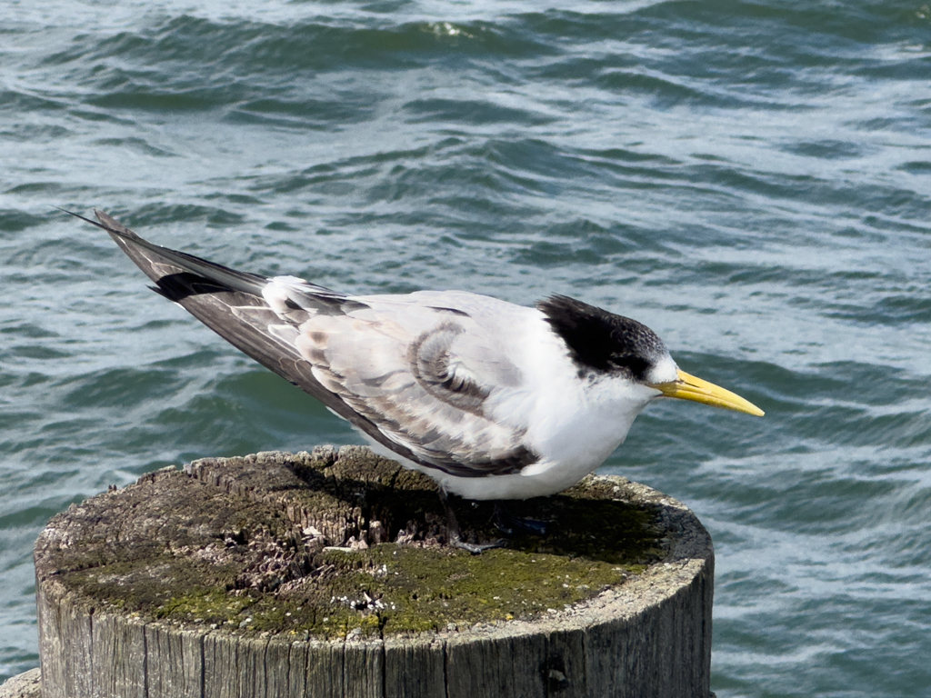 Eine kleine Tern duckt sich gegen den steifen Wind