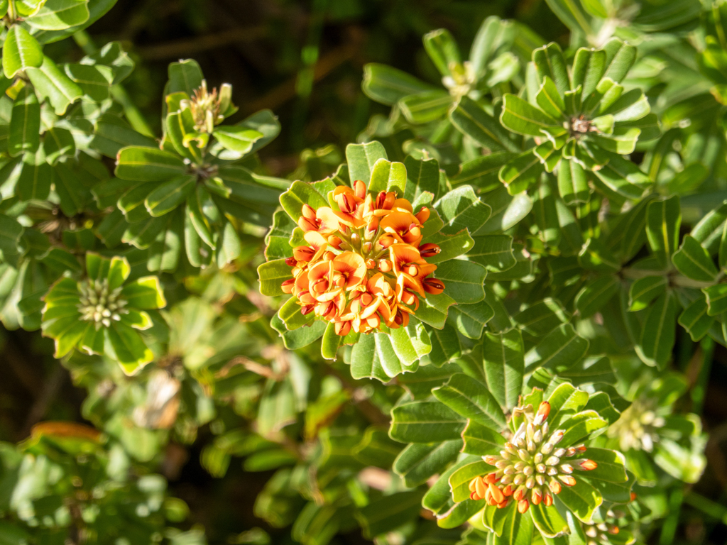 Heart-leaved poison, Herz-Blättergift - Gastrolobium bilobum - ein buschiger Strauch, der im Südwesten von Westaustralien endemisch ist