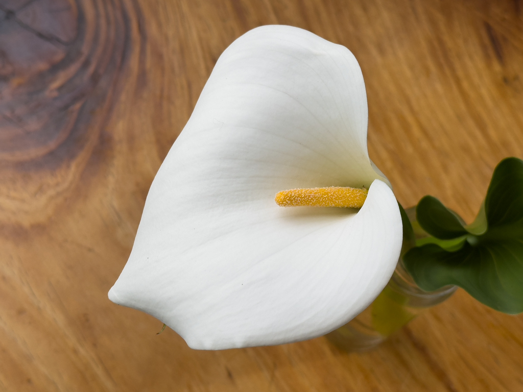 Auch in Eneli steht eine Calla Lily. Hübsch, aber eine Plage