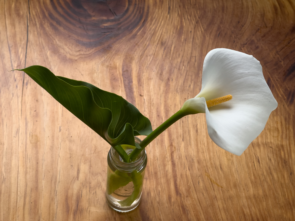 Auch in Eneli steht eine Calla Lily. Hübsch, aber eine Plage