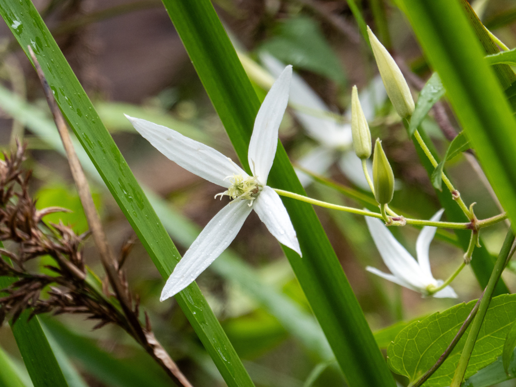 Blüte einer Clematis-Art
