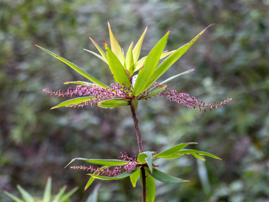 Tassel flower, Quastenblume - Leucopogon verticillatus