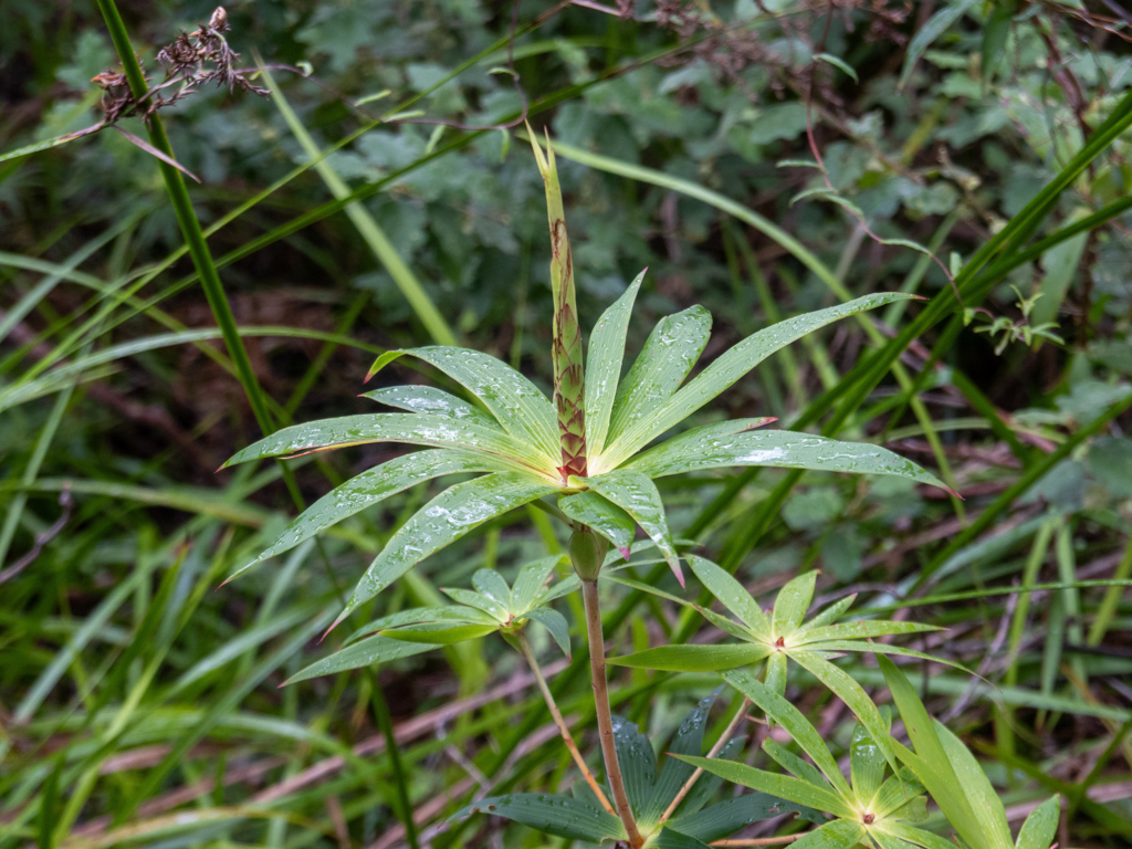 Tassel flower, Quastenblume - Leucopogon verticillatus