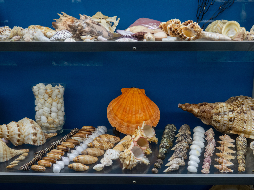 Muschelausstellung in der Whaling Station bei Albany