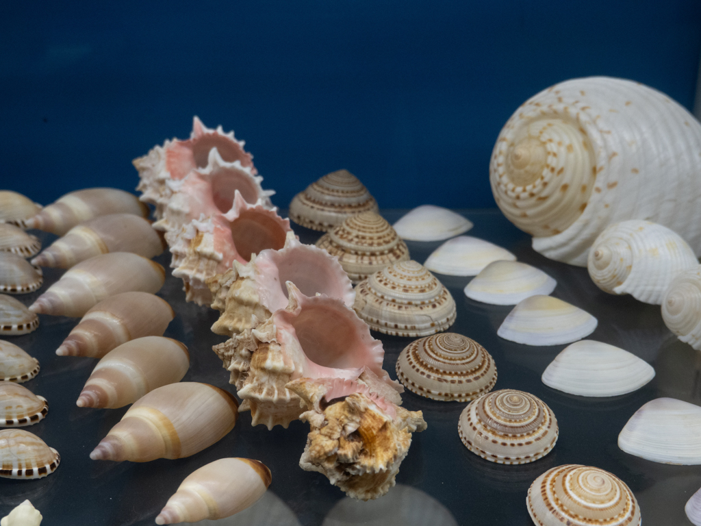 Muschelausstellung in der Whaling Station bei Albany
