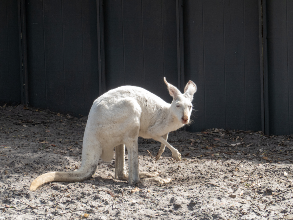 Im angrenzenden kleinen Zoo ein weisses Känguru (das eigentlich ein rotes Känguru ist)