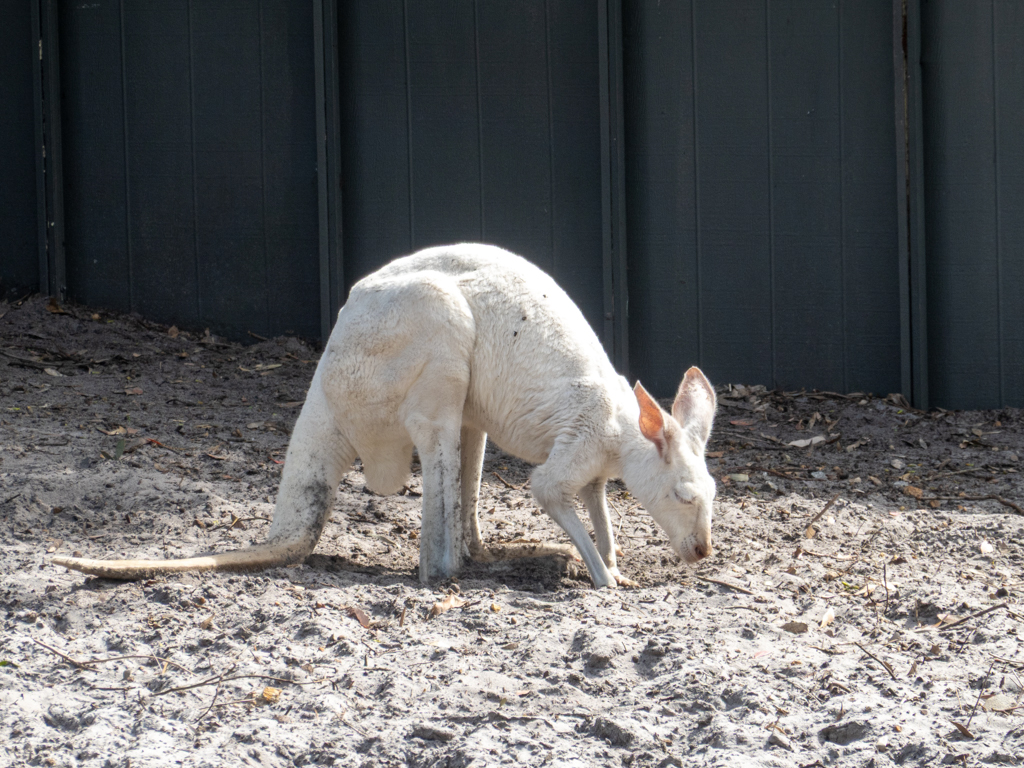 Im angrenzenden kleinen Zoo ein weisses Känguru (das eigentlich ein rotes Känguru ist)