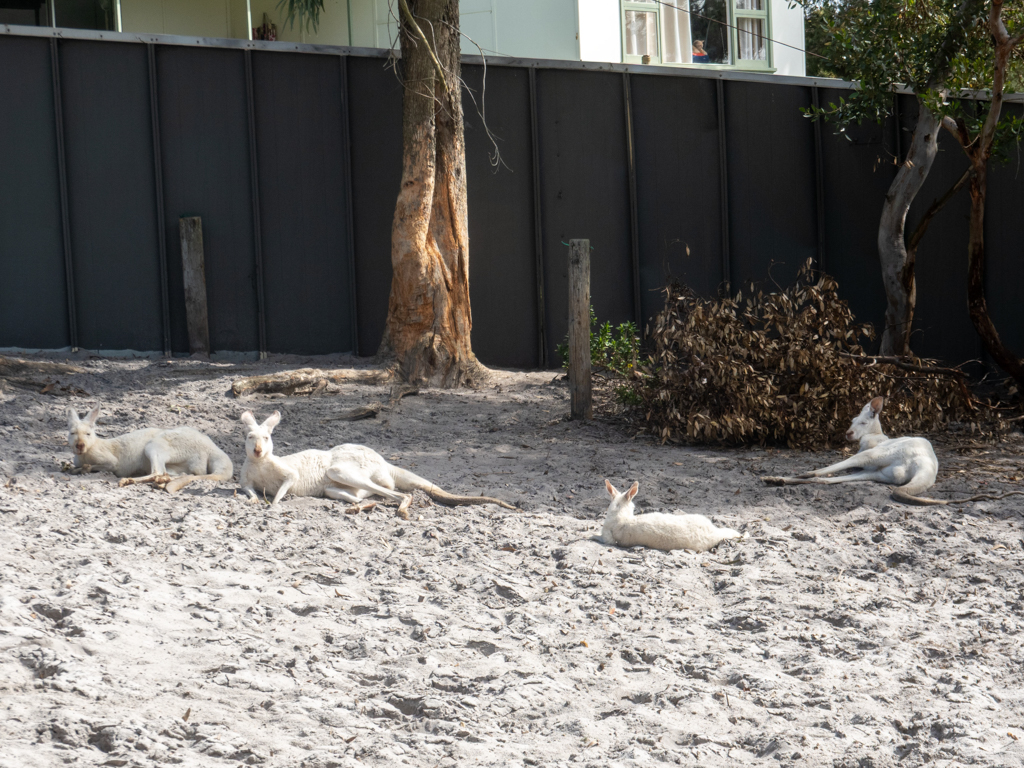 Im angrenzenden kleinen Zoo liegen weisse Kängurus (die eigentlich rote Kängurus sind) träge in der Sonne