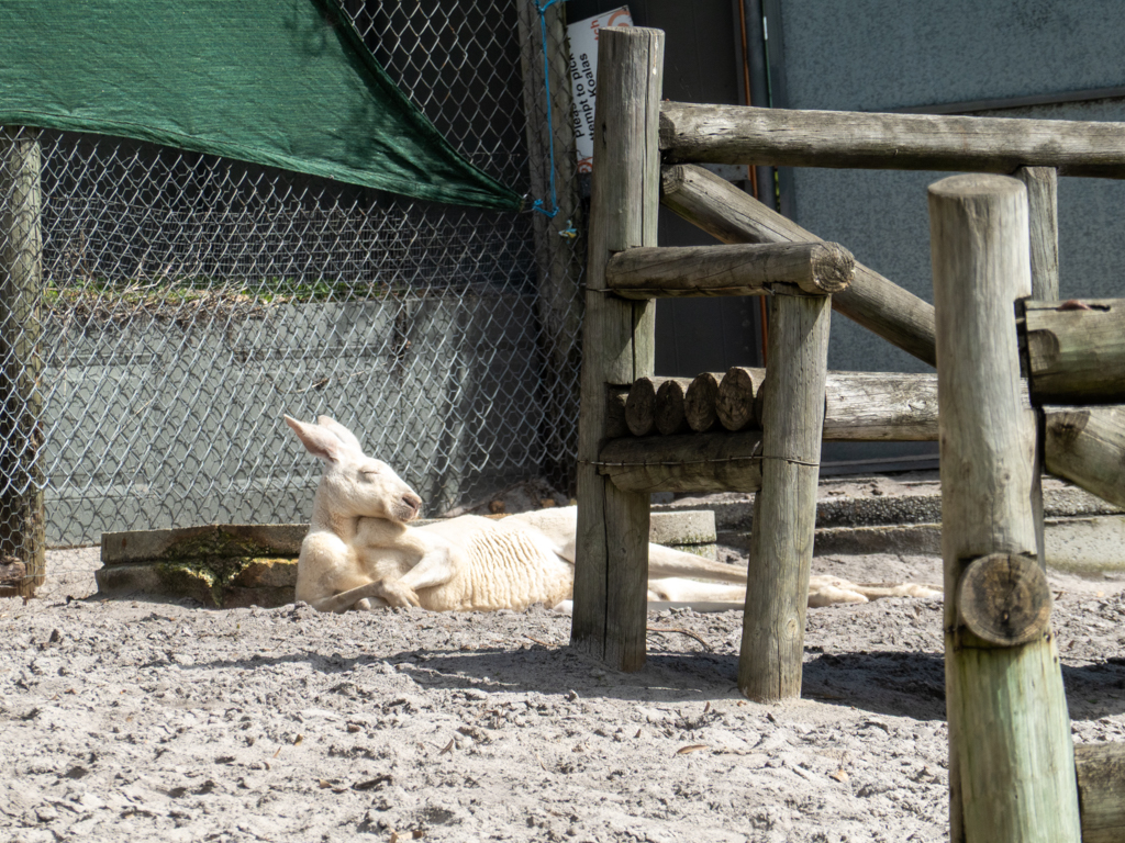 Ein weisses Känguru liegt faul in der Sonne