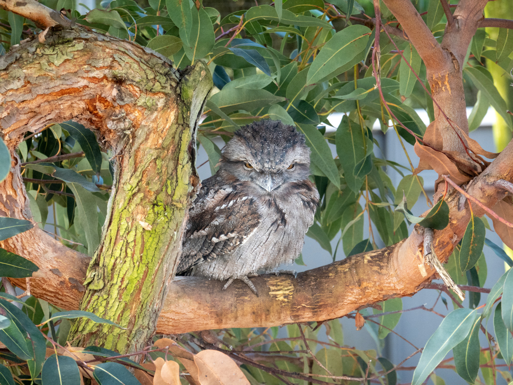 Ein Frogmouth schaut uns mit stechendem Blick an