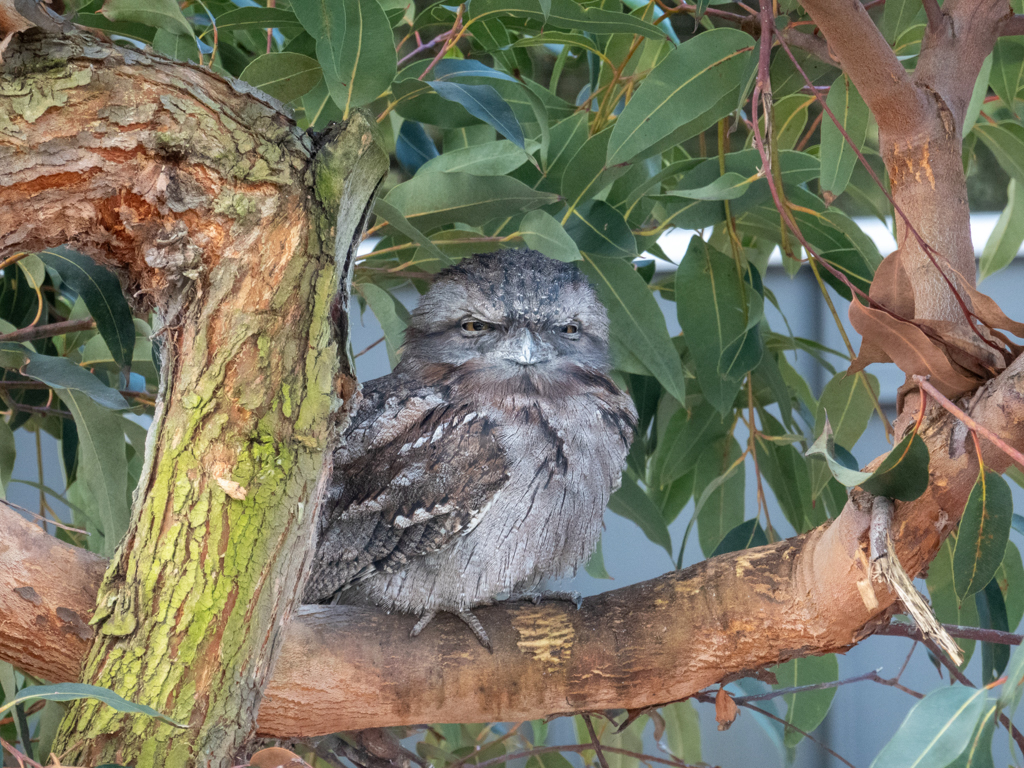 Ein Frogmouth schaut uns mit nun schläfrigem Blick an