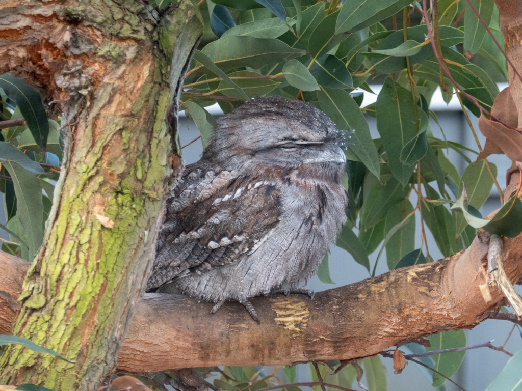 Die Augen sind zu - Frogmouth sind eher nachtaktiv und schlafen tagsüber