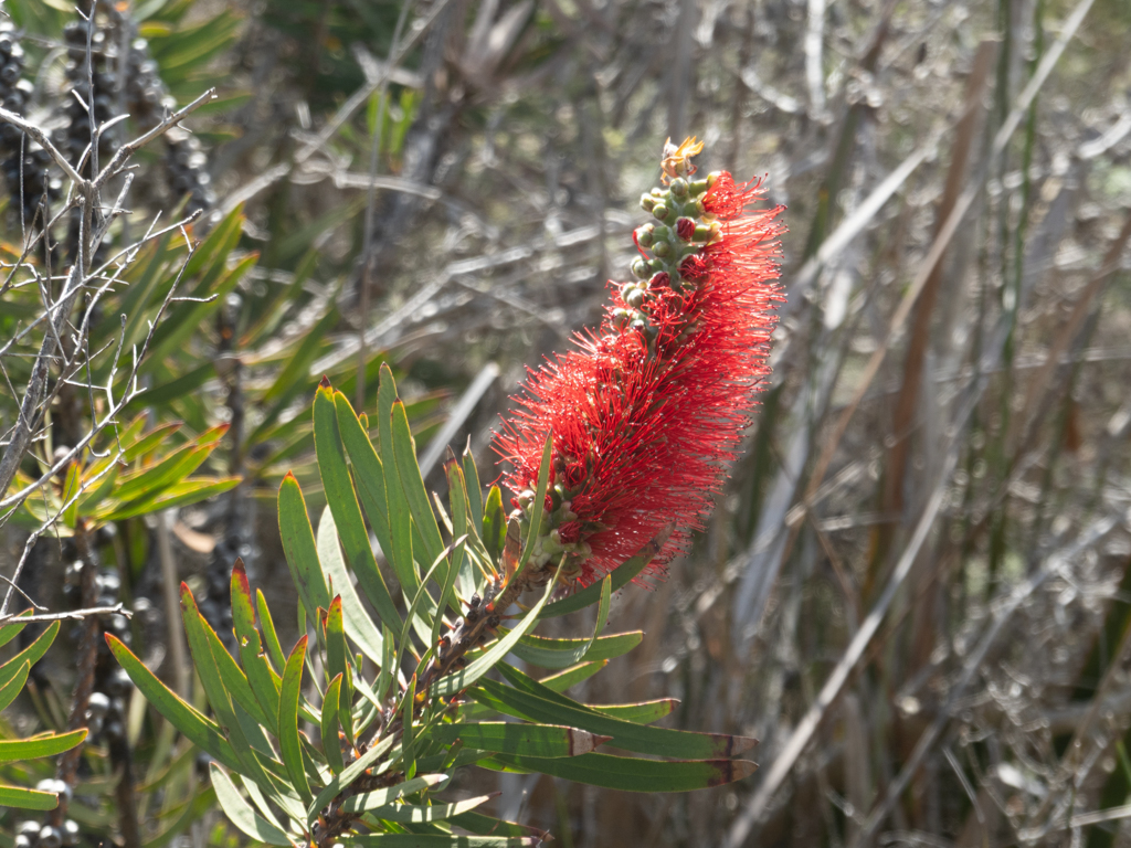 Bottlebrush, Flaschenbürste - eine Callistemon-Art
