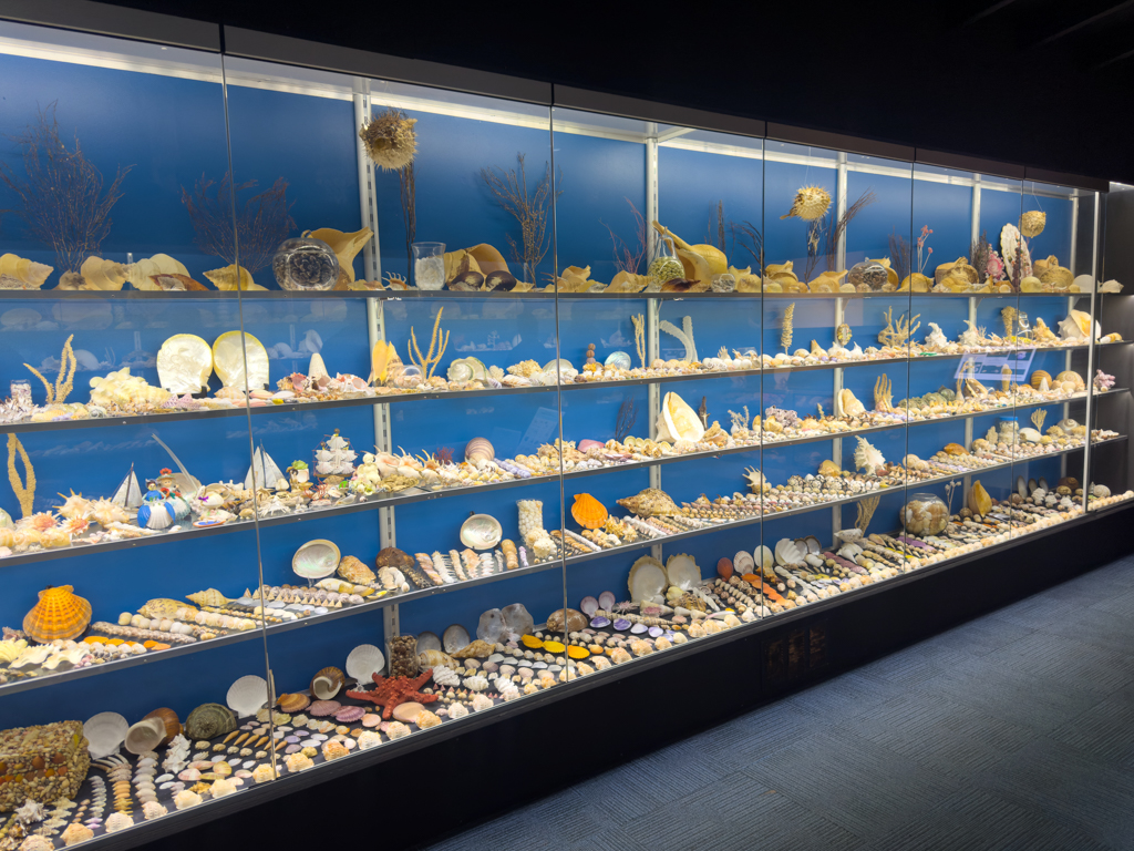 Muschelausstellung in der Whaling Station bei Albany